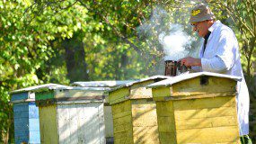 A man keeping bees